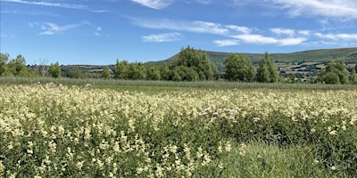 Imagem principal do evento Discovering the amazing wildflowers of Ty Mawr.