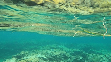 Imagem principal de Seafood Films - Key Largo Library