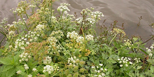 Hauptbild für Guided Walk: Poisonous Plants