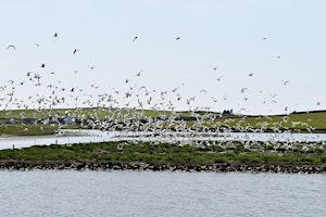 Imagem principal de Coastal Wildlife Walk - spring flowers and Sandwich terns at Cemlyn.