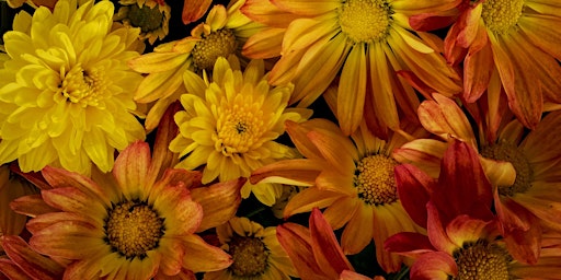 Primaire afbeelding van NJ Audubon Digital Photography Workshop 9: Flower Photography