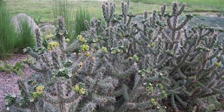 Hardy Cacti & Succulent Gardens for Cold Climates with Leo Chance