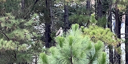 Immagine principale di Birdwatching Class at the Cary Tree Archive 