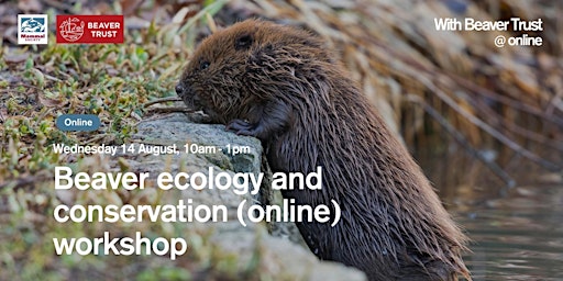 Image principale de Beaver Ecology and Conservation (online) workshop