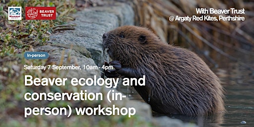 Hauptbild für Beaver Ecology and Conservation (in-person) workshop