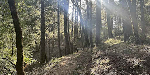 Immagine principale di Forest Bathing at Mount Tamalpais State Park 