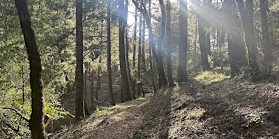 Imagem principal de Forest Bathing at Mount Tamalpais State Park