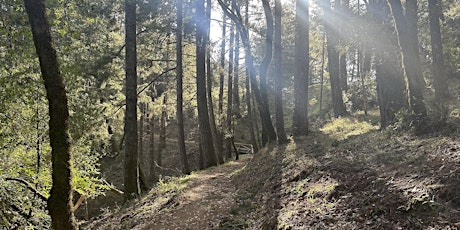 Forest Bathing at Mount Tamalpais State Park