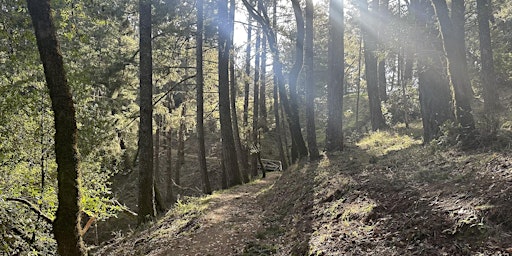 Imagem principal de Forest Bathing at Mount Tamalpais State Park