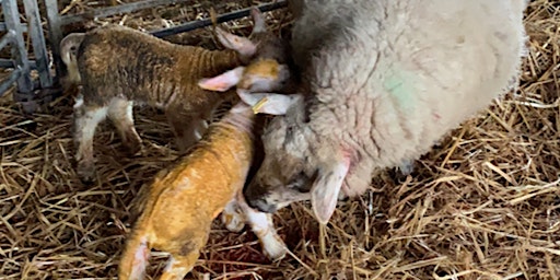 Primaire afbeelding van Lambing Weekend