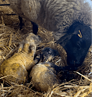 Primaire afbeelding van Lambing Course