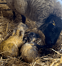 Lambing Course