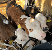 Primaire afbeelding van Feeding at the Farm