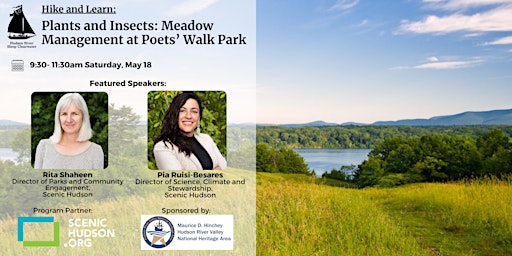 Imagem principal de Plants and Insects: Meadow Management at Poets’ Walk Park