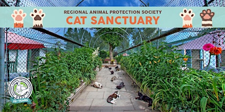 Visit the RAPS Cat Sanctuary
