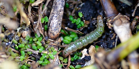 PMU: L&O Basics of Pest Management  - Sept 12,  2024 IN-PERSON