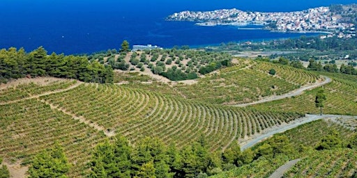 Primaire afbeelding van 2024 Wine Event #2: Discover the Wines of Greece