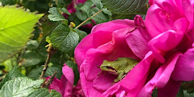 Seasonal Dyes of San Juan Island: Early Summer