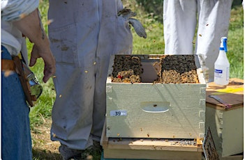 Hauptbild für Beekeeping Workshop with Tom Nolan - NOD Apiaries