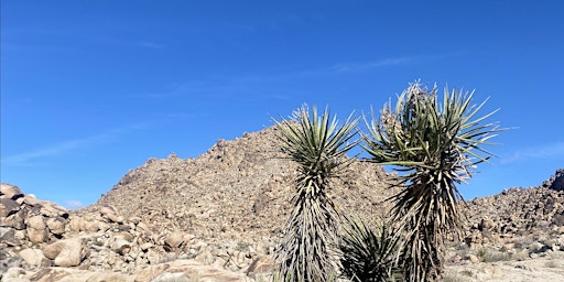 Primaire afbeelding van Natural Wonders Walk: Plants, Animals and Rocks of Joshua Tree