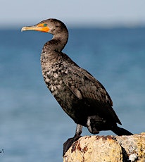 The Wading Birds of Southwest Florida Tour -  March 19th, 2015 primary image