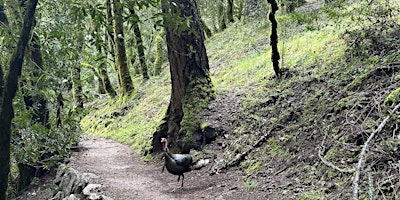 Hauptbild für Birding for Beginners: A Bird Walk at Mount Tamalpais State Park