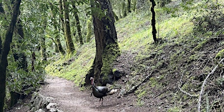 Birding for Beginners: A Bird Walk at Mount Tamalpais State Park