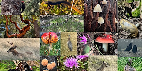 Mt Tam State Parks Week BioBlitz Biodiversity Hike (PM hike)