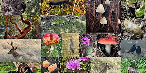 Hauptbild für Mt Tam State Parks Week BioBlitz Biodiversity Hike (AM hike)