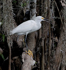 Big Cypress Swamp Adventure - April 8th, 2015 primary image