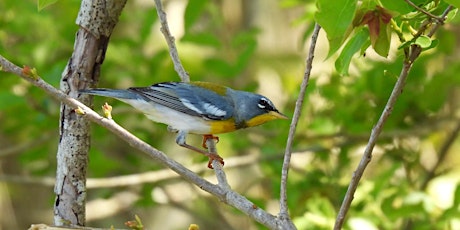 Walk with Audubon 4/13/24