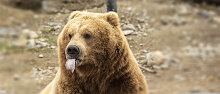 Brown Bear Encounters primary image