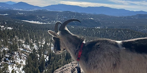 Imagem principal do evento Guide Goat Hike - Challenging Hike