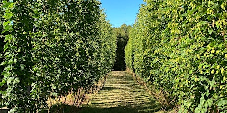 Hop Harvest 2024 primary image