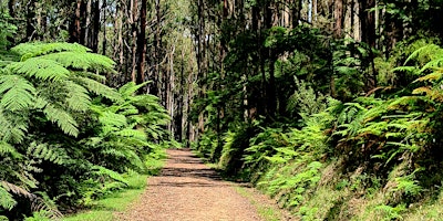 Imagem principal de Ferny Creek One Tree Hill Hike on the 24th of April, 2024