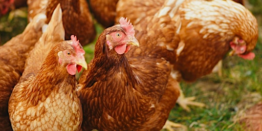 Hauptbild für Raising Chickens