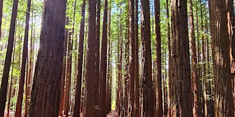 O'Shannsssy Aqueduct to Redwood Forest 17km Hike on the 12th of May, 2024