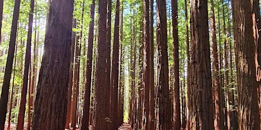 O'Shannsssy Aquaduct to Redwood Forest 18km Hike on the 12th of May, 2024 primary image