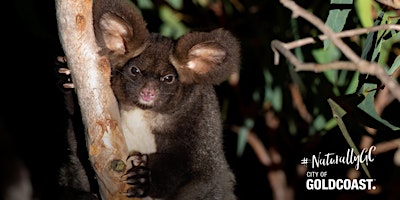 Imagem principal do evento NaturallyGC Greater Glider  Survey Walk