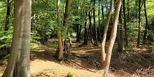 Imagem principal do evento Ancient Woodlands & Loughton Camp-Epping Forest Guided Walk