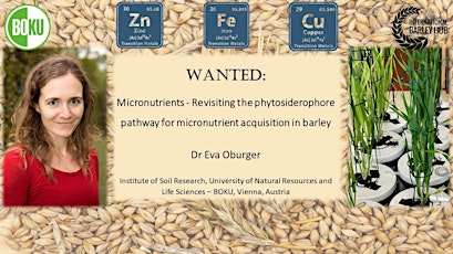 Image principale de IBH Seminar: Phytosiderophore pathway for barley micronutrient acquisition