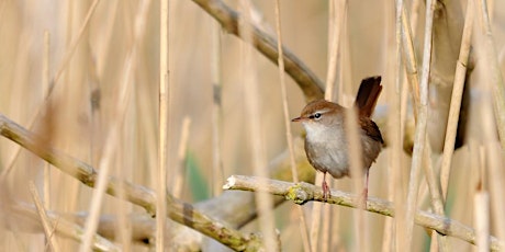 Local Volunteers Event: Guided Bird Walk around Hook-with-Warsash