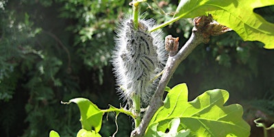 Primaire afbeelding van Oak Processionary Moth (OPM) Awareness Day