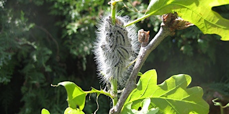 Oak Processionary Moth (OPM) Awareness Day