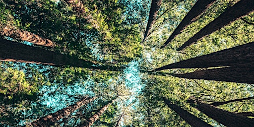Hauptbild für Nature connection and mindfulness retreat day - Autumn