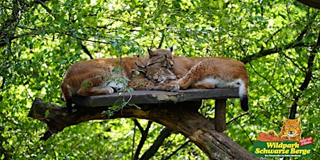 WILD LIVE: FOTOGRAFIEREN IM WILDPARK SCHWARZE BERGE BEI HAMBURG