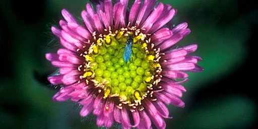 Immagine principale di Mountain Flowers 