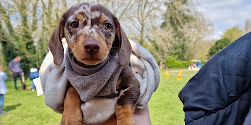 Hauptbild für Dog Day!