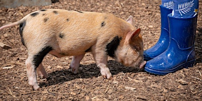 Imagem principal do evento Piggy Pet & Play Pre-Springing Offer!