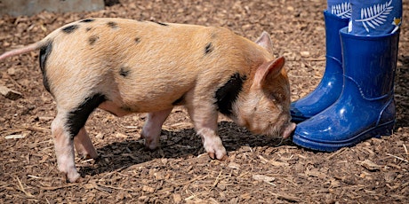 Piggy Pet & Play Pre-Springing Offer!